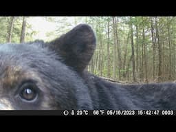 Trail Camera Highlights (Vermont wildlife)