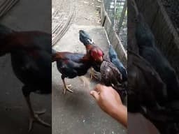 ayam mangkok jago#ayamjago#shorts