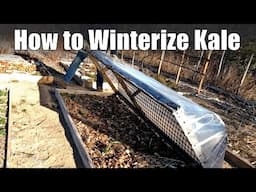 How to Winterize Kale & Other Tough Greens