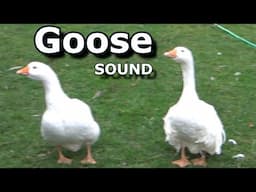 Goose Sounds  ~ The Sound a Goose Makes ~ Learn Animal & Bird Sounds