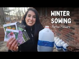 Starting Native Flowers from Seed with the Winter Sowing Method