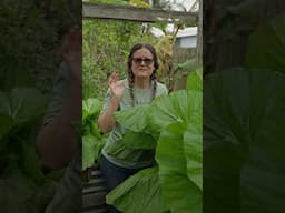 Giant Mustard Greens! Gardening in a Raised Garden Bed.