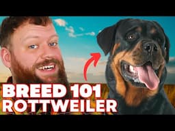 Rottweiler Breed 101 Everything You Need To Know