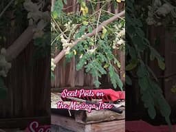 Seed Pods On Our Moringa Tree