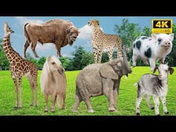 Sounds of the Wild: Giraffe, Cow, Leopard, Pig, Horse, Elephant, Goat - Animal Sounds