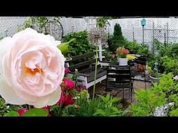 RECAP: My favorite time in the garden | TINY BACKYARD GARDEN TOUR #garden #plants #flowers #rose