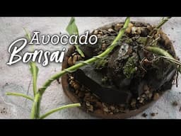 Avocado Bonsai