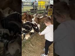 Bella had so much fun at the #pettingzoo #babygirl #toddlers #animals #goat #cow #sheep