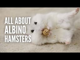 Albino hamsters 101: All You Need to Know