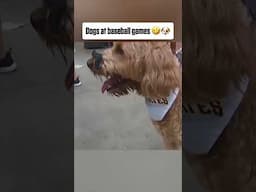 Dogs at baseball games 🤣🐶