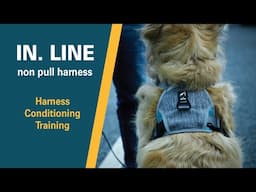 IN . LINE no pull harness | how to condition a dog to put their head into harness | BAUMUTT