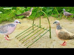 how to make new bamboo bird trap #birds #trap