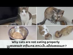 Why cats are not eating foods properly🤔 பூனைகள் சரியாக சாப்பிடவில்லையா ?