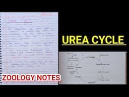 UREA CYCLE||ZOOLOGY NOTES #bbmku #bhu #vbu #skmu @ZOOLOGYNOTES