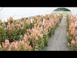 Celosia Greenhouse Tour