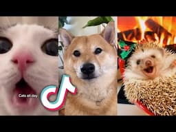 TikTok PETS To CHEER YOU UP TODAY...