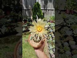 And it's blooming. Astrophytum Caput-medusae | bikolanahardinera #shortvideo #cactus #cacti