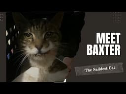 Baxter: The Saddest Cat I’ve Ever Met