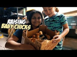 Raising Baby Chicks for the First Time