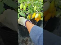 Yellow Dwarf Tomato #viralvideo #garden #organicgarden #viralshort #tomato #fruit #viralshort