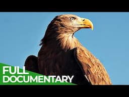 Wings of Freedom: The Last Wild Sea Eagle | Free Documentary Nature