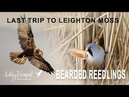 My Last trip to Leighton Moss - The Bearded Reedling