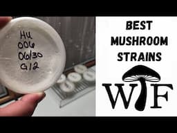 These Might Be The Best Mushroom Strains We Will Ever Grow