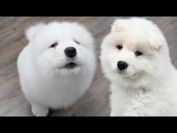 The most ADORABLE fluffy howling Samoyed puppy 😍