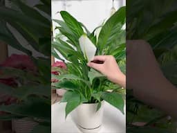 Fast growing houseplants for beginner plant parents