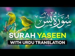 Surah Yasin ( Yaseen ) with Urdu Translation | Quran Tilawat Beautiful Voice | Hindi Tarjuma