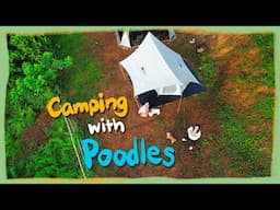 Camping with my Toy Poodles in Sierra Grove l Sea of Clouds & Heavy Rain| The Poodle Mom