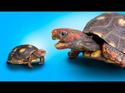 5 Famous Tortoises and their Adorable Babies! Garden State Tortoise