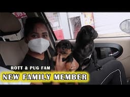 New Family member | Rott And Pug Fam | vlog #06