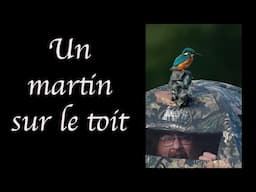 Un martin sur le toit