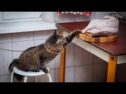 when your cat becomes a thief #funny #cat