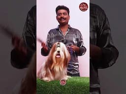 நாய்களுக்கு நோய் வர முக்கிய காரணம்? #shorts #dog #ticks #dogcare #dogvideos #doglover #petcare #pets