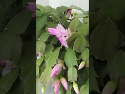 Schlumbergera truncata blooming #houseplants #plantgoals