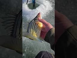 Massive yellow bass!! #icefish #fishing #shorts #subscribe