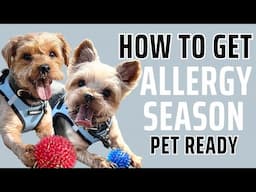 🐕 Allergy-Proof Your Pet: Essential Tips for a Sniffle-Free Season! 🌿