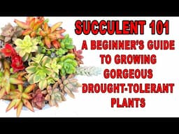 Succulents 101: A Beginner’s Guide To Growing Gorgeous Drought-Tolerant Plants