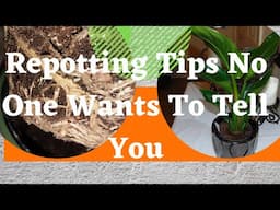 Repotting a Bird of Paradise Plant | Easy Repotting Tips