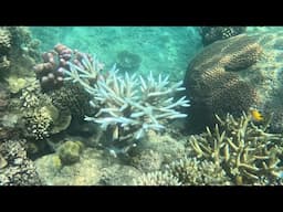 Human Impacts on the Great Barrier Reef