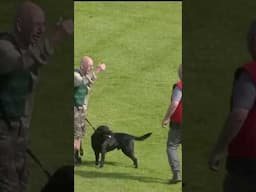 Dog joins in race! #horse #horseracing #racingtv #sport #britishhorseracing