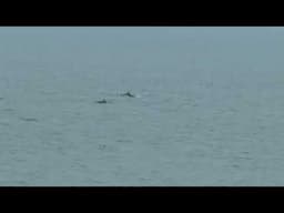 Dolphins At Scarborough