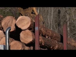 Ranger Nick: Inside Georgia's Logging Industry