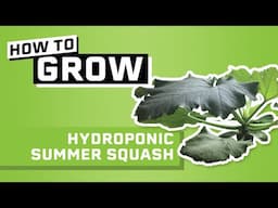 How to Grow Squash Hydroponically in Dutch Buckets