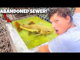 I Found Aquarium FISH In ABANDONED Sewer!