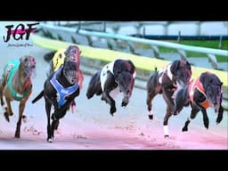 Greyhound Racing Masters – 500m Championship in Under 31 Seconds!🔥