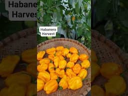 Habanero Pepper Harvest #organicgarden #viralvideo #viralshort #nature #gardening