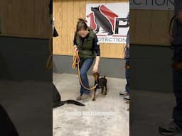 Super Doberman Puppy "Goggins" 12 Wk Embracing The Suck! Weave Master Action @protectiondogsalesPDS